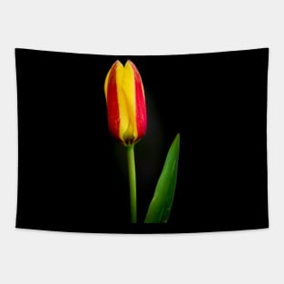 Tulip Tapestry