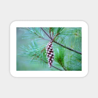 Pine Cone Magnet