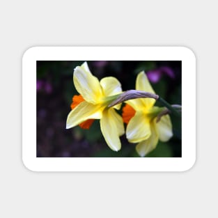 Daffodil Couple Magnet