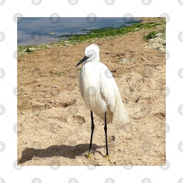 A Heron on the beach 1 by PrintedDreams