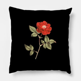 Red Rose Flower Botanical Illustration Pillow