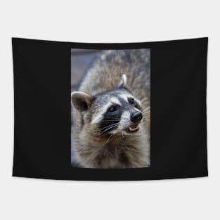 Beautiful Raccoon Print Tapestry