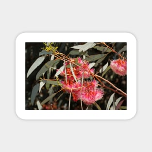 Pink Flowering Gum  by Avril Thomas, South Australian artist Magnet