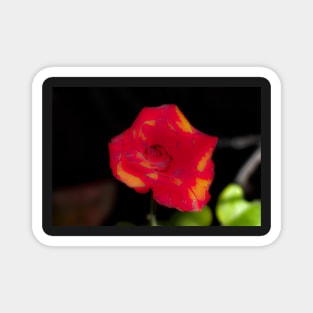 Blur red rose blossom with yellow parts Magnet