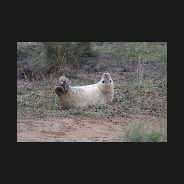 grey seal pup in cute pose by acolename1