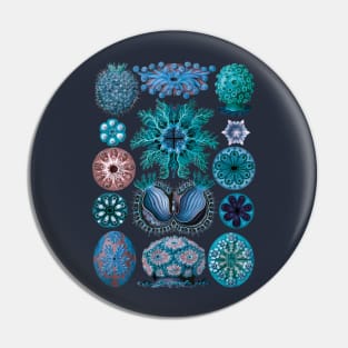 Ernst Haeckel Ascidiae Sea Squirts Teal Pin