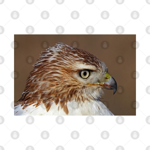 Red-tailed Hawk Portrait by Jim Cumming