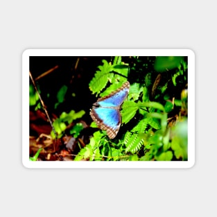 Morphofalter Schmetterling / Swiss Artwork Photography Magnet