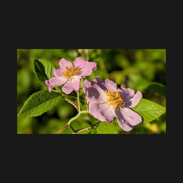 Pink Flowers in Field 2 by AustaArt