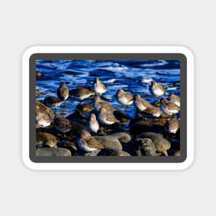 Sandpipers Magnet
