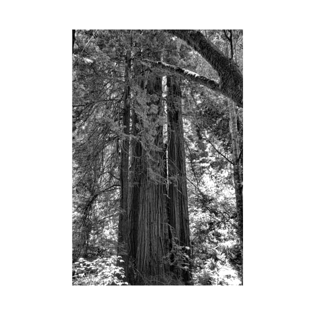 Muir Woods Study 3 by bobmeyers