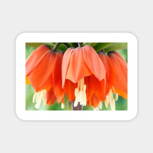 Fritillaria imperialis  &#39;Rubra&#39;  Crown imperial  Fritillary Magnet