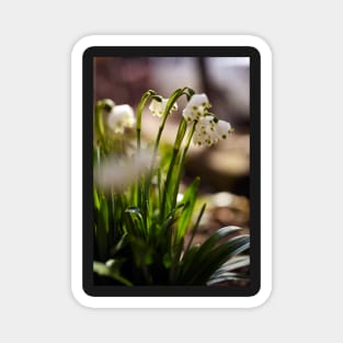 Snowdrop flowers in the forest Magnet