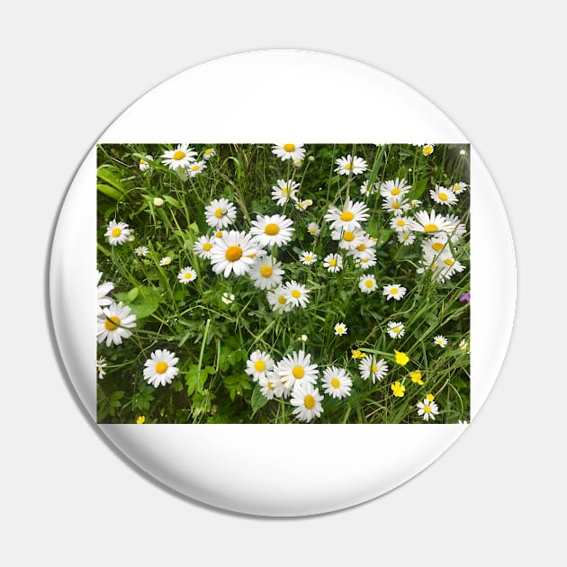 Daisies, just Daisies Pin by ephotocard