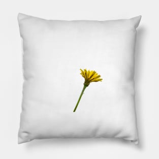 Dandelion flower underside selective focus isolated on white Pillow