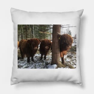 Scottish Highland Cattle Calves 1961 Pillow