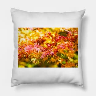 Maple tree red and orange autumn leafs Pillow