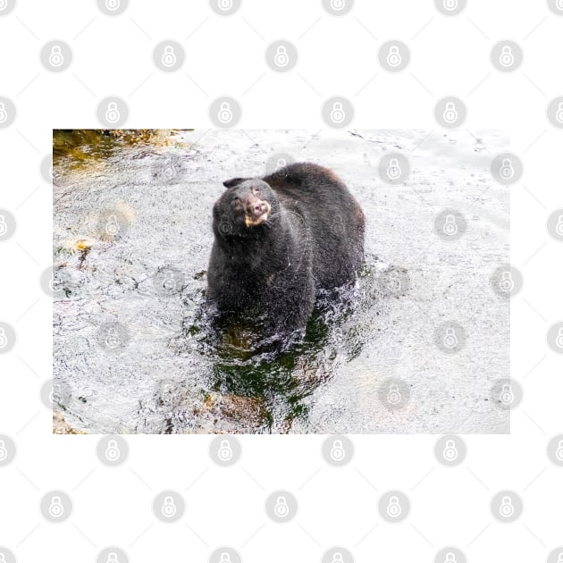 Wet Black Bear Shaking off water by SafariByMarisa