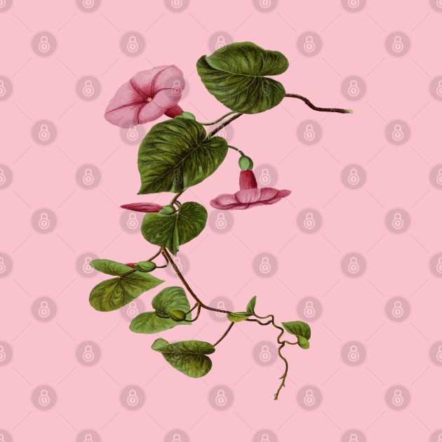 Pilikai Hawaiian Stictocardia tiliaefolia Botanical Vector Art by taiche