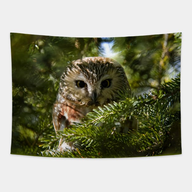 Northern Saw Whet Owl - Amherst Island, Ontario, Canada Tapestry by jaydee1400