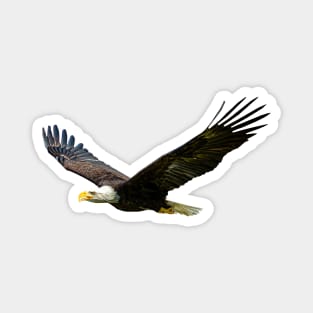 Bald Eagle in flight Magnet