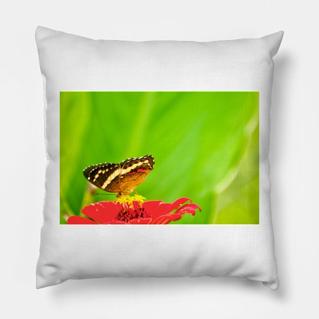 oli pollinators Pillow by pcfyi