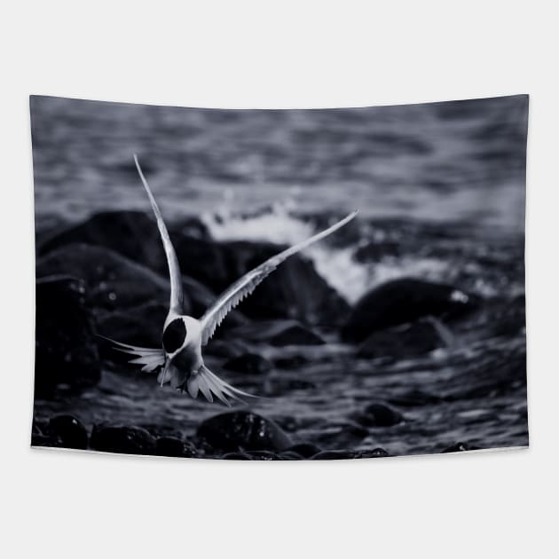 Crested Tern_VOA8098 Tapestry by seadogprints