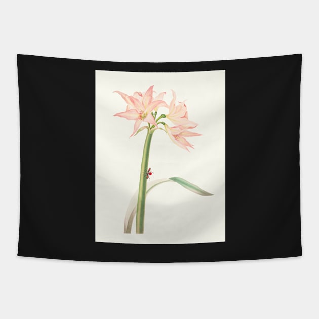 Netted-veined amaryllis - Hippeastrum reticulatum - botanical illustration Tapestry by chimakingthings