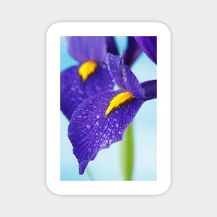 Iris  'Blue Pearl'  Dutch iris Magnet