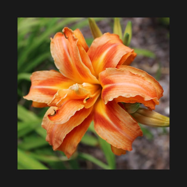 Orange Lily Bloom Photographic Image by AustaArt