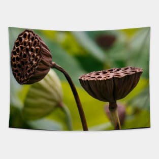 Sacred Lotus Pods Tapestry