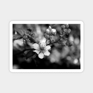 Blackberry flower black and white Magnet