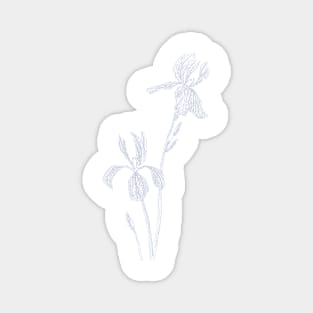 2 elegant irises ink drawing Magnet