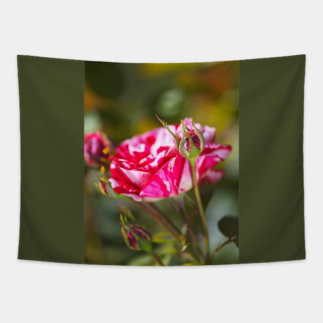 Variegated Rose And Buds Tapestry by Joy Watson