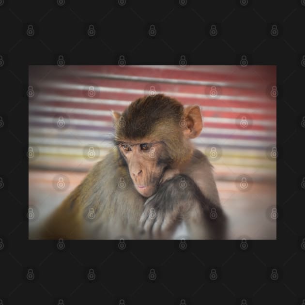 Assamese Monkey Portrait(Nepal) by dhphotography