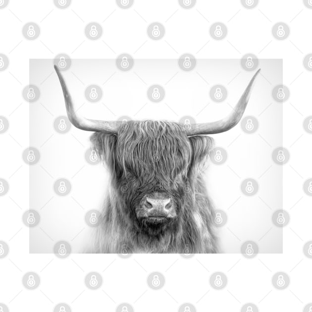 Scottish Highland Cattle by Jim Cumming