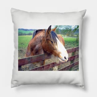 Clydesdale II Pillow