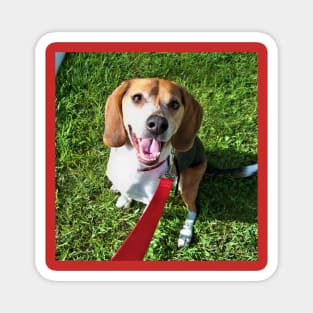 A Beagle's Smile Magnet