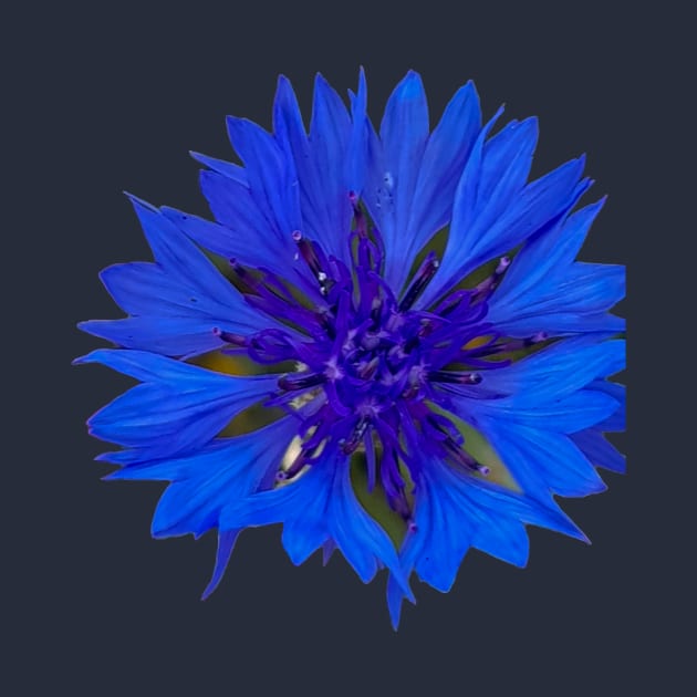 Cornflower Royal Blue Flower by ellenhenryflorals