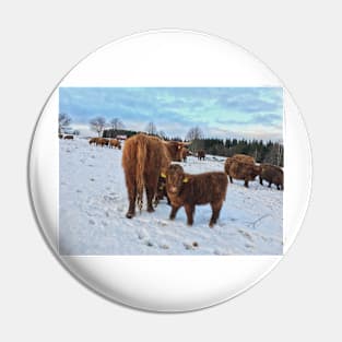 Scottish Highland Cattle Cows and Calves 1607 Pin