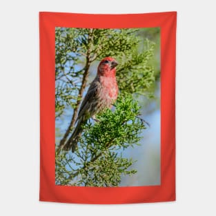 Male House Finch - The Stare Tapestry