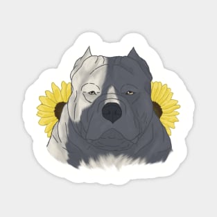 Blue Pied American Bully with Sunflowers Magnet