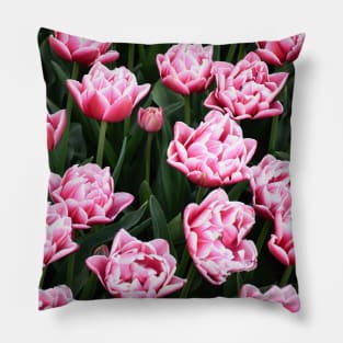 Fancy Red and White Tulips in Mount Vernon Pillow