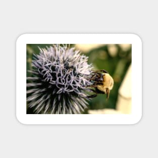 Small Globe Thistle With Bee 9 Magnet