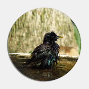 Common Starling In A Bird Bath Pin