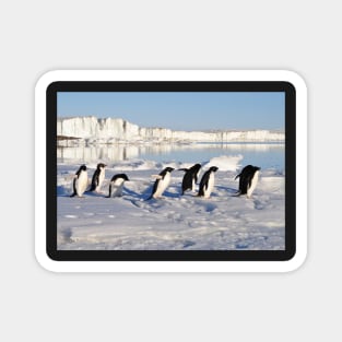 A March of Penguins Magnet