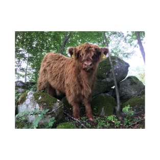 Scottish Highland Cattle Calf 1508 T-Shirt