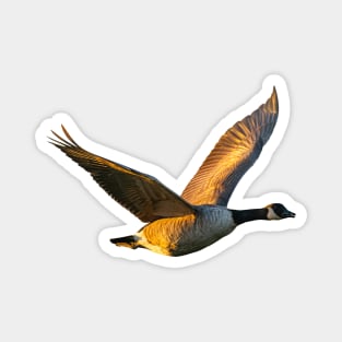 Golden Canada Goose Magnet