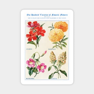 Flower watercolor illustration (1915) Magnet