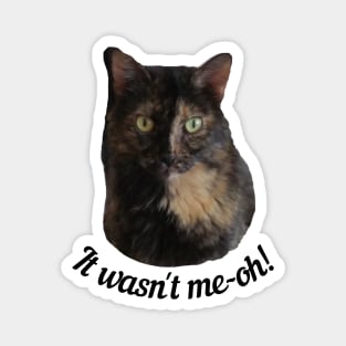 Tortoiseshell Cat Looking Guilty Magnet